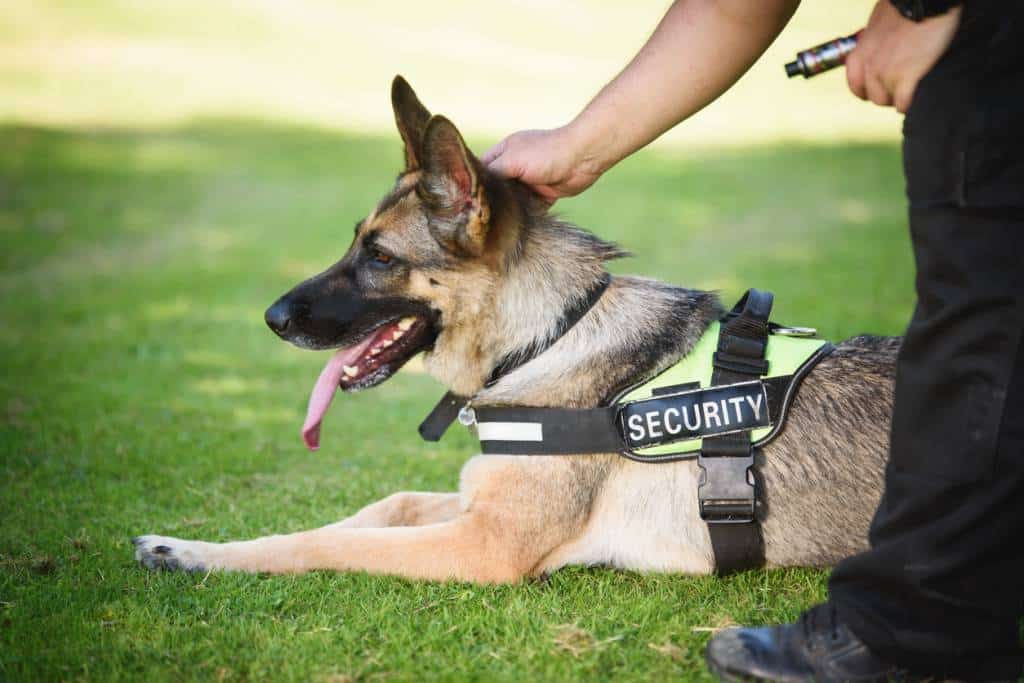 maître-chien sécurité chien